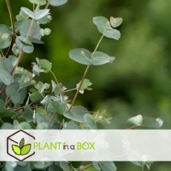 Plant In A Box - Eucalyptus Pulverulenta 'Baby Blue' - Set Van 2 - Pot 13cm - Hoogte 25-40cm -Goedkope Groene Liefde Winkel 1200x1200 664