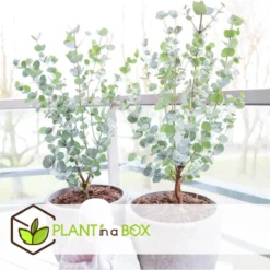 Plant In A Box - Eucalyptus Pulverulenta 'Baby Blue' - Set Van 2 - Pot 13cm - Hoogte 25-40cm -Goedkope Groene Liefde Winkel 1200x1200 666