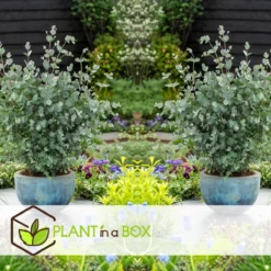 Plant In A Box - Eucalyptus Pulverulenta 'Baby Blue' - Set Van 2 - Pot 13cm - Hoogte 25-40cm -Goedkope Groene Liefde Winkel 1200x1200 668