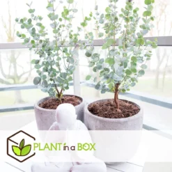Plant In A Box - Eucalyptus Pulverulenta 'Baby Blue' - Set Van 2 - Pot 13cm - Hoogte 25-40cm -Goedkope Groene Liefde Winkel 1200x1200 669