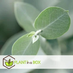 Plant In A Box - Eucalyptus Pulverulenta 'Baby Blue' - Set Van 2 - Pot 13cm - Hoogte 25-40cm -Goedkope Groene Liefde Winkel 1200x1200 670