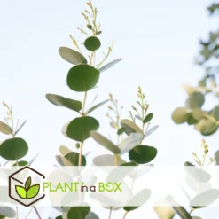 Plant In A Box - Eucalyptus Pulverulenta 'Baby Blue' - Set Van 2 - Pot 13cm - Hoogte 25-40cm -Goedkope Groene Liefde Winkel 1200x1200 671