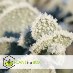 Plant In A Box - Eucalyptus Pulverulenta 'Baby Blue' - Set Van 2 - Pot 13cm - Hoogte 25-40cm -Goedkope Groene Liefde Winkel 1200x1200 672