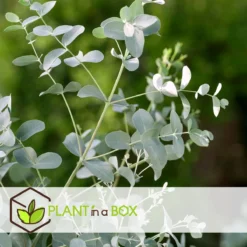 Plant In A Box - Eucalyptus Pulverulenta 'Baby Blue' - Set Van 2 - Pot 13cm - Hoogte 25-40cm -Goedkope Groene Liefde Winkel 1200x1200 674