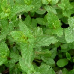 Kruidentuin - 6 Soorten Kruidenplanten: Maggi, Munt, Citroenmelisse, Curry, Rozemarijn, Tijm - Herbs - Kruidenplanten - Tuinplanten 12 Kruidentuin - 6 Soorten Kruidenplanten: Maggi, Munt, Citroenmelisse, Curry, Rozemarijn, Tijm - Herbs - Kruidenplanten - Tuinplanten -Goedkope Groene Liefde Winkel 1200x1200 676