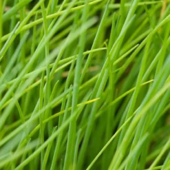 Kruidentuin - 6 Soorten Kruidenplanten: Maggi, Munt, Citroenmelisse, Curry, Rozemarijn, Tijm - Herbs - Kruidenplanten - Tuinplanten 13 Kruidentuin - 6 Soorten Kruidenplanten: Maggi, Munt, Citroenmelisse, Curry, Rozemarijn, Tijm - Herbs - Kruidenplanten - Tuinplanten -Goedkope Groene Liefde Winkel 1200x1200 677