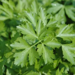 Kruidentuin - 6 Soorten Kruidenplanten: Maggi, Munt, Citroenmelisse, Curry, Rozemarijn, Tijm - Herbs - Kruidenplanten - Tuinplanten 14 Kruidentuin - 6 Soorten Kruidenplanten: Maggi, Munt, Citroenmelisse, Curry, Rozemarijn, Tijm - Herbs - Kruidenplanten - Tuinplanten -Goedkope Groene Liefde Winkel 1200x1200 678