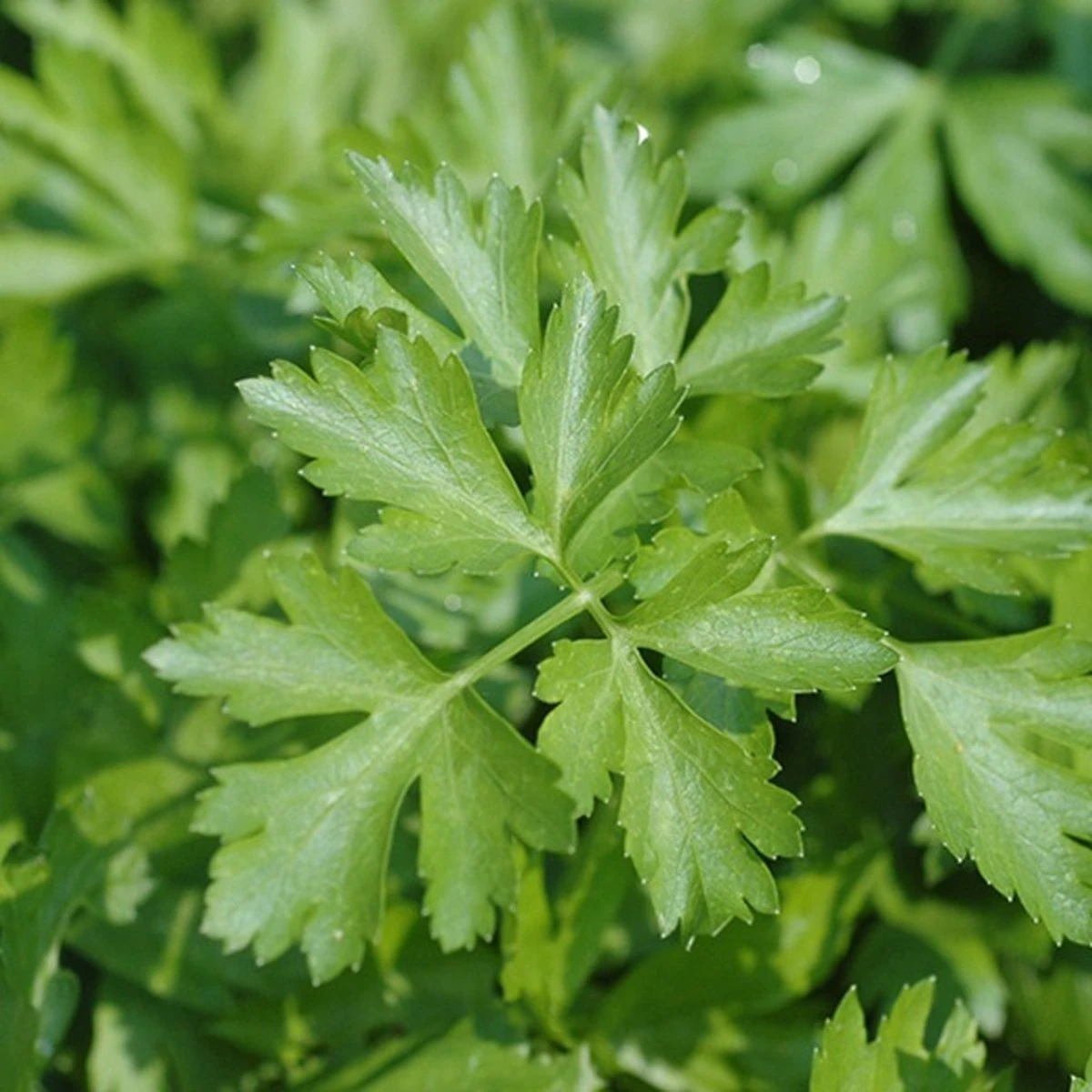 Kruidentuin - 6 Soorten Kruidenplanten: Maggi, Munt, Citroenmelisse, Curry, Rozemarijn, Tijm - Herbs - Kruidenplanten - Tuinplanten 8 Kruidentuin - 6 Soorten Kruidenplanten: Maggi, Munt, Citroenmelisse, Curry, Rozemarijn, Tijm - Herbs - Kruidenplanten - Tuinplanten - Afbeelding 6