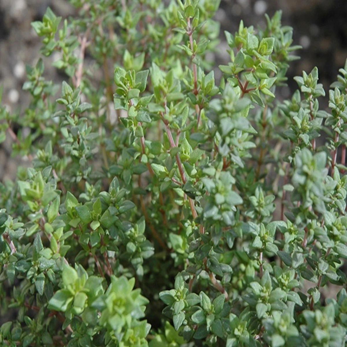 Kruidentuin - 6 Soorten Kruidenplanten: Maggi, Munt, Citroenmelisse, Curry, Rozemarijn, Tijm - Herbs - Kruidenplanten - Tuinplanten 9 Kruidentuin - 6 Soorten Kruidenplanten: Maggi, Munt, Citroenmelisse, Curry, Rozemarijn, Tijm - Herbs - Kruidenplanten - Tuinplanten - Afbeelding 7