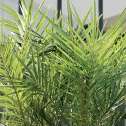 2x Phoenix Canariensis - Canarische Dadelpalm - Palm - Winterhard - ⌀15 Cm - 50-60 Cm -Goedkope Groene Liefde Winkel 1200x1200 686