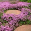 GP 12 X Kruipend Tijm / Kruiptijm - Winterharde Tuinplanten - Thymus Praecox 'Purple Beauty' In 9x9cm Pot Met Hoogte 5-10cm -Goedkope Groene Liefde Winkel 1200x1200 696
