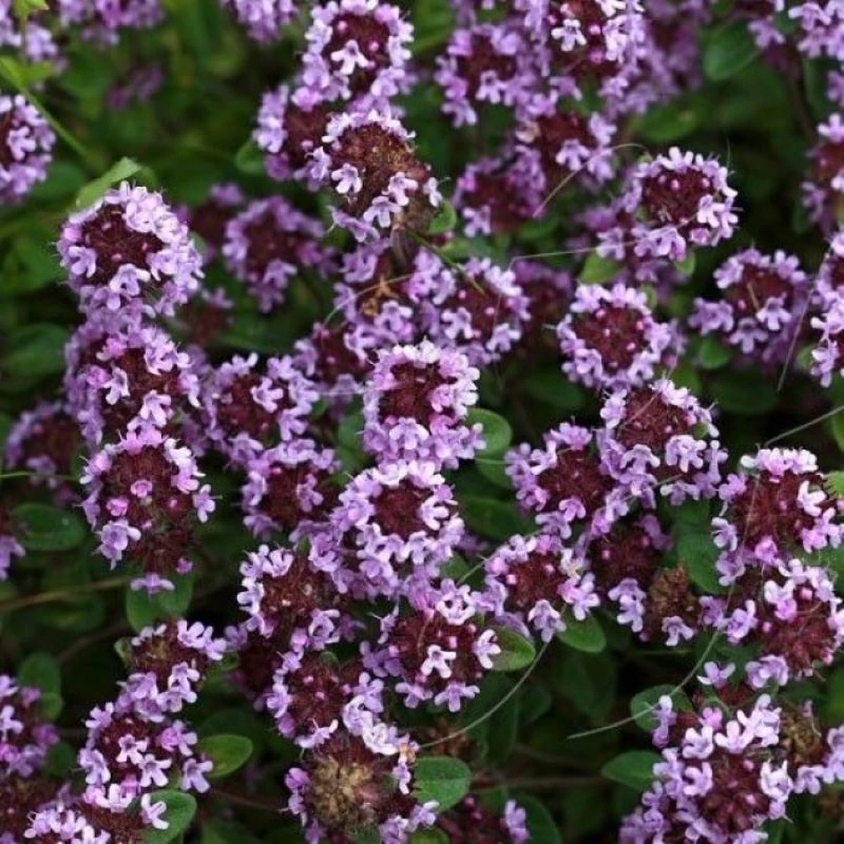 GP 12 X Kruipend Tijm / Kruiptijm - Winterharde Tuinplanten - Thymus Praecox 'Purple Beauty' In 9x9cm Pot Met Hoogte 5-10cm 4 GP 12 X Kruipend Tijm / Kruiptijm - Winterharde Tuinplanten - Thymus Praecox 'Purple Beauty' In 9x9cm Pot Met Hoogte 5-10cm - Afbeelding 2