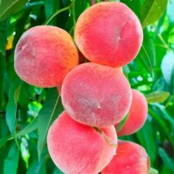 Perzikboom, Prunus Persica Patiobomen ‘Perzik', Zelfbestuivend, Winterhard -Goedkope Groene Liefde Winkel 1200x1200 699