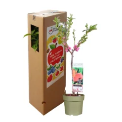 Perzikboom, Prunus Persica Patiobomen ‘Perzik', Zelfbestuivend, Winterhard -Goedkope Groene Liefde Winkel 1200x1200 700