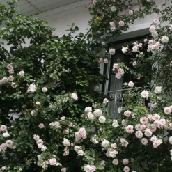 New Dawn (Klimroos) - Klimplant | Roze Doorbloeiende Klimroos - Meerjarig En Winterhard | Roos 10 New Dawn (Klimroos) - Klimplant | Roze Doorbloeiende Klimroos - Meerjarig En Winterhard | Roos -Goedkope Groene Liefde Winkel 1200x1200 703