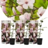 Plant In A Box - Magnolia Stellata - Set Van 3 - Brede Struik/Kleine Boom Winterhard - Roze Bloemen - Pot 9cm - Hoogte 25-40cm -Goedkope Groene Liefde Winkel 1200x1200 705