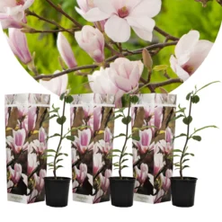 Plant In A Box - Magnolia Stellata - Set Van 3 - Brede Struik/Kleine Boom Winterhard - Roze Bloemen - Pot 9cm - Hoogte 25-40cm