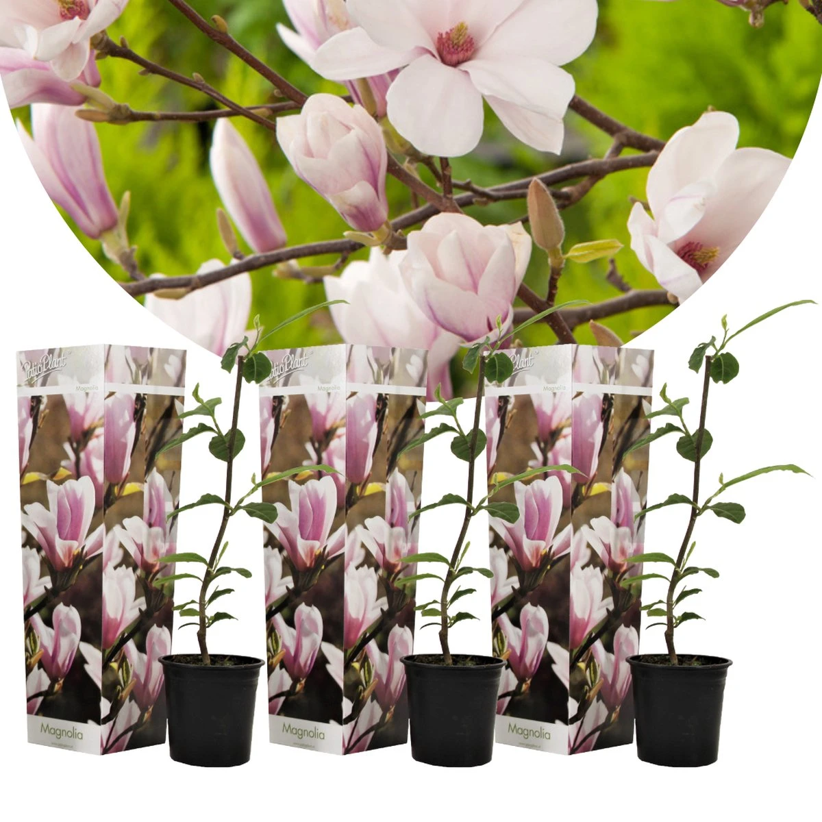 Plant In A Box - Magnolia Stellata - Set Van 3 - Brede Struik/Kleine Boom Winterhard - Roze Bloemen - Pot 9cm - Hoogte 25-40cm 3 Plant In A Box - Magnolia Stellata - Set Van 3 - Brede Struik/Kleine Boom Winterhard - Roze Bloemen - Pot 9cm - Hoogte 25-40cm