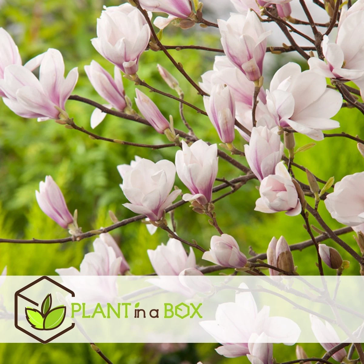 Plant In A Box - Magnolia Stellata - Set Van 3 - Brede Struik/Kleine Boom Winterhard - Roze Bloemen - Pot 9cm - Hoogte 25-40cm 4 Plant In A Box - Magnolia Stellata - Set Van 3 - Brede Struik/Kleine Boom Winterhard - Roze Bloemen - Pot 9cm - Hoogte 25-40cm - Afbeelding 2