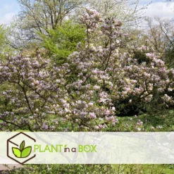 Plant In A Box - Magnolia Stellata - Set Van 3 - Brede Struik/Kleine Boom Winterhard - Roze Bloemen - Pot 9cm - Hoogte 25-40cm 12 Plant In A Box - Magnolia Stellata - Set Van 3 - Brede Struik/Kleine Boom Winterhard - Roze Bloemen - Pot 9cm - Hoogte 25-40cm -Goedkope Groene Liefde Winkel 1200x1200 707