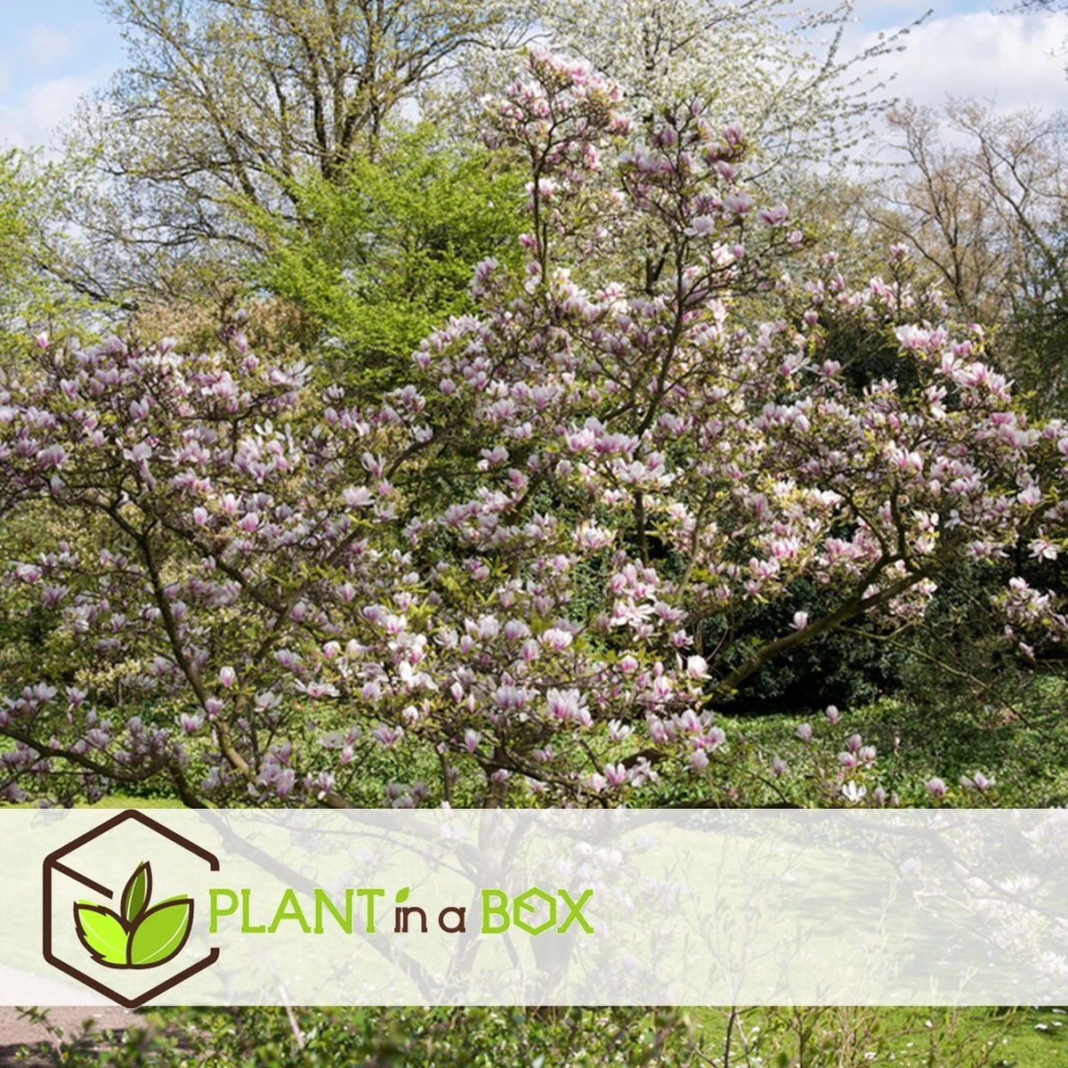 Plant In A Box - Magnolia Stellata - Set Van 3 - Brede Struik/Kleine Boom Winterhard - Roze Bloemen - Pot 9cm - Hoogte 25-40cm 5 Plant In A Box - Magnolia Stellata - Set Van 3 - Brede Struik/Kleine Boom Winterhard - Roze Bloemen - Pot 9cm - Hoogte 25-40cm - Afbeelding 3