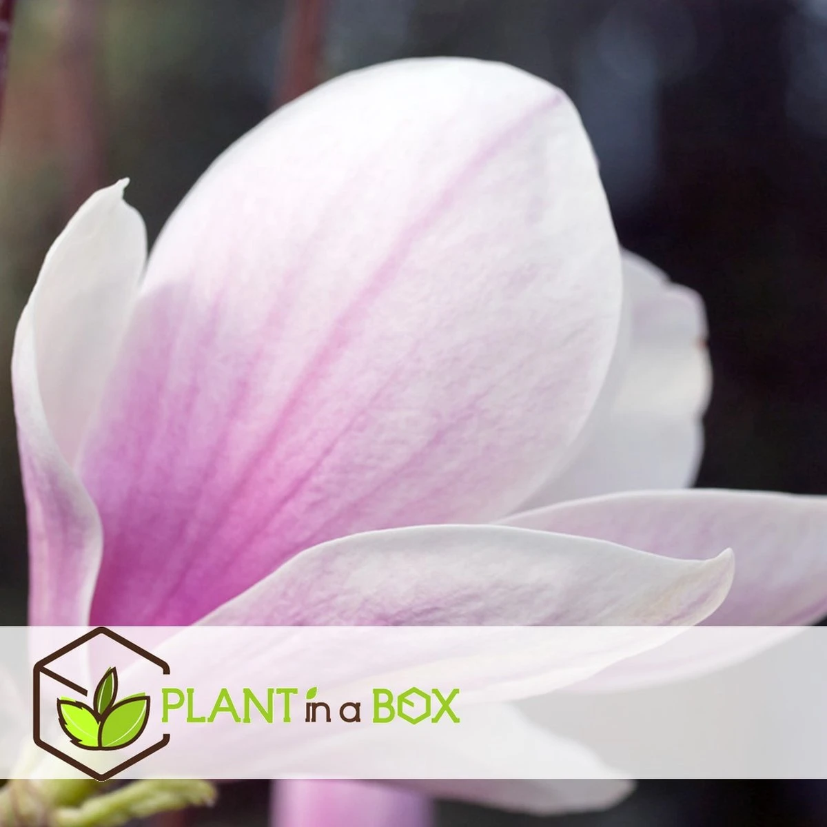 Plant In A Box - Magnolia Stellata - Set Van 3 - Brede Struik/Kleine Boom Winterhard - Roze Bloemen - Pot 9cm - Hoogte 25-40cm 6 Plant In A Box - Magnolia Stellata - Set Van 3 - Brede Struik/Kleine Boom Winterhard - Roze Bloemen - Pot 9cm - Hoogte 25-40cm - Afbeelding 4