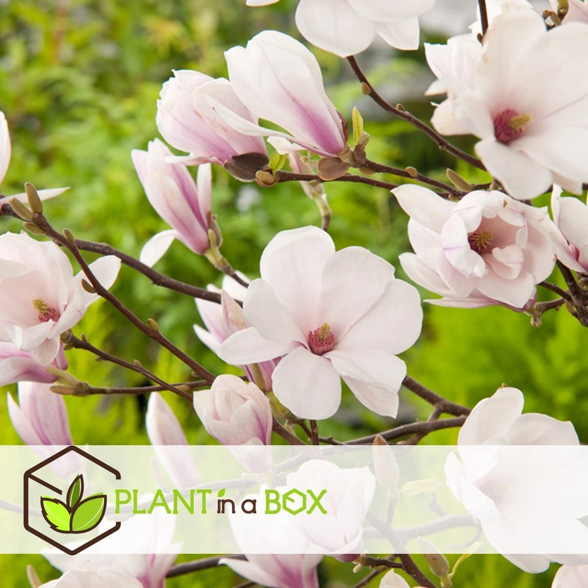 Plant In A Box - Magnolia Stellata - Set Van 3 - Brede Struik/Kleine Boom Winterhard - Roze Bloemen - Pot 9cm - Hoogte 25-40cm 7 Plant In A Box - Magnolia Stellata - Set Van 3 - Brede Struik/Kleine Boom Winterhard - Roze Bloemen - Pot 9cm - Hoogte 25-40cm - Afbeelding 5