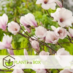 Plant In A Box - Magnolia Stellata - Set Van 3 - Brede Struik/Kleine Boom Winterhard - Roze Bloemen - Pot 9cm - Hoogte 25-40cm 15 Plant In A Box - Magnolia Stellata - Set Van 3 - Brede Struik/Kleine Boom Winterhard - Roze Bloemen - Pot 9cm - Hoogte 25-40cm -Goedkope Groene Liefde Winkel 1200x1200 710