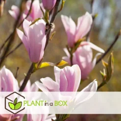 Plant In A Box - Magnolia Stellata - Set Van 3 - Brede Struik/Kleine Boom Winterhard - Roze Bloemen - Pot 9cm - Hoogte 25-40cm 16 Plant In A Box - Magnolia Stellata - Set Van 3 - Brede Struik/Kleine Boom Winterhard - Roze Bloemen - Pot 9cm - Hoogte 25-40cm -Goedkope Groene Liefde Winkel 1200x1200 711