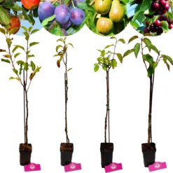 Set Van 4 Fruitbomen - 1 Appel, 1 Peer, 1 Kers, 1 Pruim - Hoogte 60cm - 9cm Pot - Mix A -Goedkope Groene Liefde Winkel 1200x1200 720