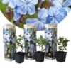 Plant In A Box - Plumbago Auriculata - Set Van 3 - Mannentrouw - Lang Bloeiende Klimplant - Pot 9cm - Hoogte 25-40cm -Goedkope Groene Liefde Winkel 1200x1200 721