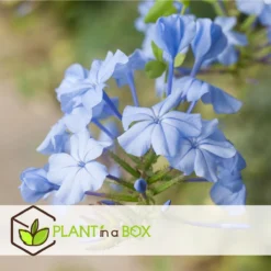 Plant In A Box - Plumbago Auriculata - Set Van 3 - Mannentrouw - Lang Bloeiende Klimplant - Pot 9cm - Hoogte 25-40cm -Goedkope Groene Liefde Winkel 1200x1200 727