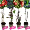 Set Van 4 Fruitplanten – 1 Gojibes, 1 Braam, 1 Appelbes, 1 Cranberry – Hoogte 15/30cm – 9cm Pot – Mix B -Goedkope Groene Liefde Winkel 1200x1200 729