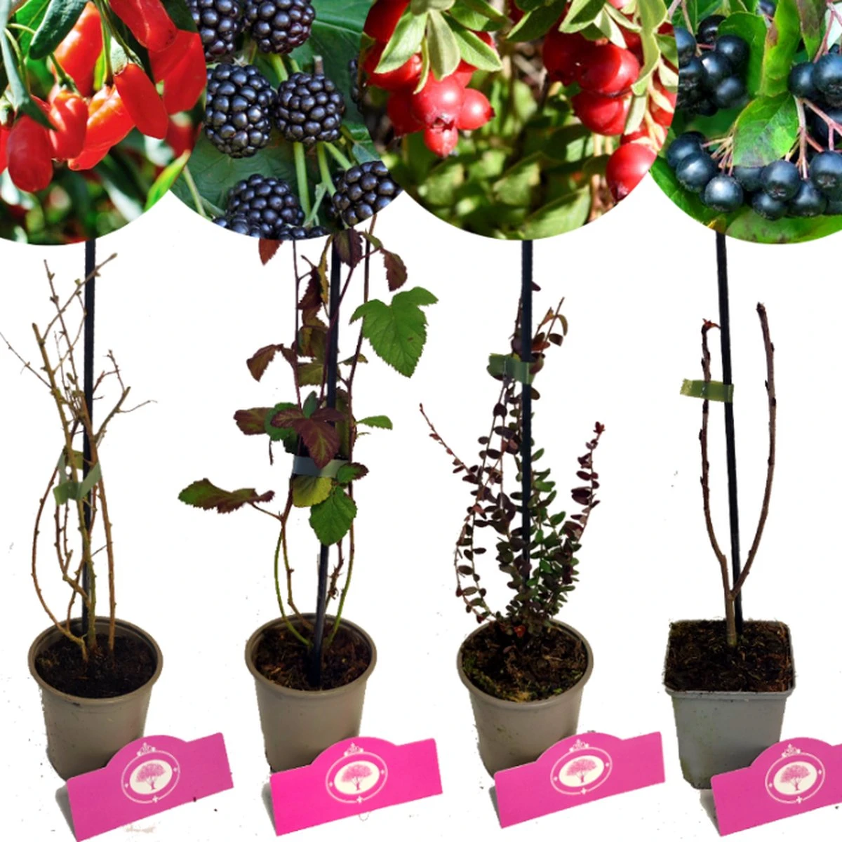 Set Van 4 Fruitplanten – 1 Gojibes, 1 Braam, 1 Appelbes, 1 Cranberry – Hoogte 15/30cm – 9cm Pot – Mix B 3 Set Van 4 Fruitplanten – 1 Gojibes, 1 Braam, 1 Appelbes, 1 Cranberry – Hoogte 15/30cm – 9cm Pot – Mix B