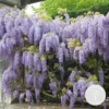 Wisteria Sinensis Prolific – Blauwe Regen – Klimplant – Onderhoudsvriendelijk - ⌀15 Cm - 60-70 Cm -Goedkope Groene Liefde Winkel 1200x1200 731