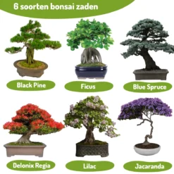Bonsai Zaden 6 Soorten Incl. E-Book - Kweekset - Boompje In Pot - Kamerplanten – Kerstcadeau -Goedkope Groene Liefde Winkel 1200x1200 735