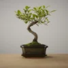 Bonsai Of Yugen - Authentieke Bonsai - 5 Jaar Oud - Inclusief Pot & Schaal Van Japans Keramiek - Soort: Ficus Retusa - The Bonsaïst -Goedkope Groene Liefde Winkel 1200x1200 739