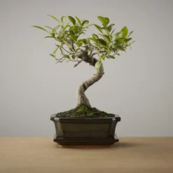 Bonsai Of Yugen - Authentieke Bonsai - 5 Jaar Oud - Inclusief Pot & Schaal Van Japans Keramiek - Soort: Ficus Retusa - The Bonsaïst -Goedkope Groene Liefde Winkel 1200x1200 740