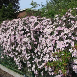 2 X Clematis Montana Rubens - Set Van 2 Klimplanten - Roze, Meerjarig En Winterharde Tuinplanten | 2 X 1,5 Liter Potten