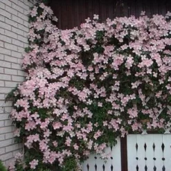 2 X Clematis Montana Rubens - Set Van 2 Klimplanten - Roze, Meerjarig En Winterharde Tuinplanten | 2 X 1,5 Liter Potten -Goedkope Groene Liefde Winkel 1200x1200 743