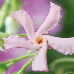 3 X Toscaanse Jasmijn Gemengd (3 Halen, 2 Betalen!) - Mix Geel, Wit En Roze Jasmijn Plant | Groenblijvend/Wintergroen En Winterhard - Klimplanten - Goed Voor 1 Strekkende Meter Haag Met Bloemen | 3 X 1,5 Liter Pot - Te Combineren Met Rozen In Klimrek -Goedkope Groene Liefde Winkel 1200x1200 750