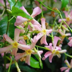 3 X Toscaanse Jasmijn Gemengd (3 Halen, 2 Betalen!) - Mix Geel, Wit En Roze Jasmijn Plant | Groenblijvend/Wintergroen En Winterhard - Klimplanten - Goed Voor 1 Strekkende Meter Haag Met Bloemen | 3 X 1,5 Liter Pot - Te Combineren Met Rozen In Klimrek -Goedkope Groene Liefde Winkel 1200x1200 753
