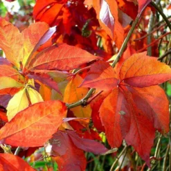 Wilde Wingerd / Parthenocissus Engelmannii - Klimplant | Rood Bladerig In De Herfst - Meerjarig En Winterharde Tuinplant | 1,5 Liter Pot 11 Wilde Wingerd / Parthenocissus Engelmannii - Klimplant | Rood Bladerig In De Herfst - Meerjarig En Winterharde Tuinplant | 1,5 Liter Pot -Goedkope Groene Liefde Winkel 1200x1200 761
