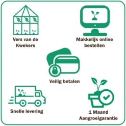 GP 12 X Prachtriet Gracillimus - Winterhard Siergras - Miscanthus Sinensis 'Gracillimus' In 9x9cm Pot Met Hoogte 5-10cm -Goedkope Groene Liefde Winkel 1200x1200 774