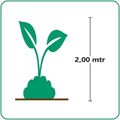 GP 12 X Prachtriet Gracillimus - Winterhard Siergras - Miscanthus Sinensis 'Gracillimus' In 9x9cm Pot Met Hoogte 5-10cm -Goedkope Groene Liefde Winkel 1200x1200 775