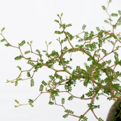 Sophora 'Little Baby' Honingboom- Zigzagstruik - Hoogte 60cm - 2 Liter Pot -Goedkope Groene Liefde Winkel 1200x1200 776