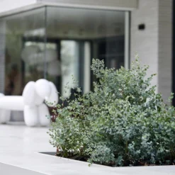 Eucalyptus Gunnii - Gomboom - Heester - Groenblijvend - ⌀17 Cm - 40-50 Cm -Goedkope Groene Liefde Winkel 1200x1200 777