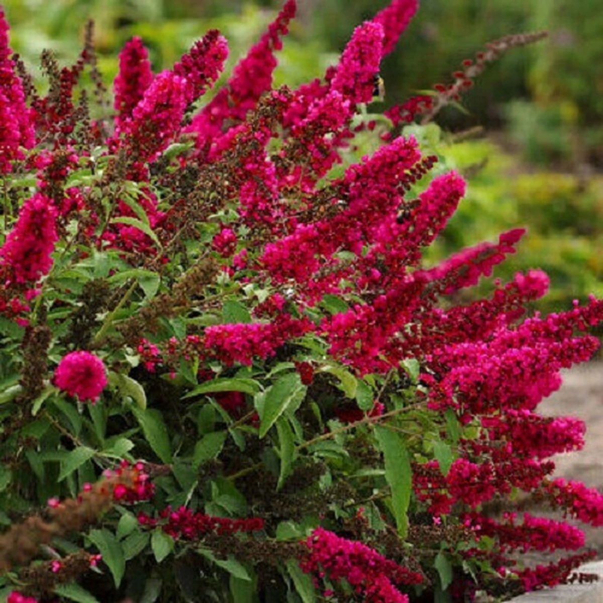 Buddleja Vlinderstruik 'Davidii Royal Red' - Rood, Meerjarig En Winterhard - Vlinderplant / Vlinderstruiken - Aantrekkelijk Voor De Vlinder | 1.5 Liter Pot 3 Buddleja Vlinderstruik 'Davidii Royal Red' - Rood, Meerjarig En Winterhard - Vlinderplant / Vlinderstruiken - Aantrekkelijk Voor De Vlinder | 1.5 Liter Pot