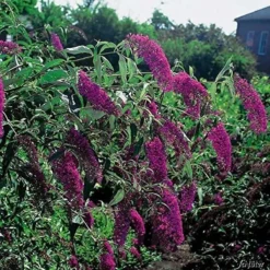 Buddleja Vlinderstruik 'Davidii Royal Red' - Rood, Meerjarig En Winterhard - Vlinderplant / Vlinderstruiken - Aantrekkelijk Voor De Vlinder | 1.5 Liter Pot 9 Buddleja Vlinderstruik 'Davidii Royal Red' - Rood, Meerjarig En Winterhard - Vlinderplant / Vlinderstruiken - Aantrekkelijk Voor De Vlinder | 1.5 Liter Pot -Goedkope Groene Liefde Winkel 1200x1200 782