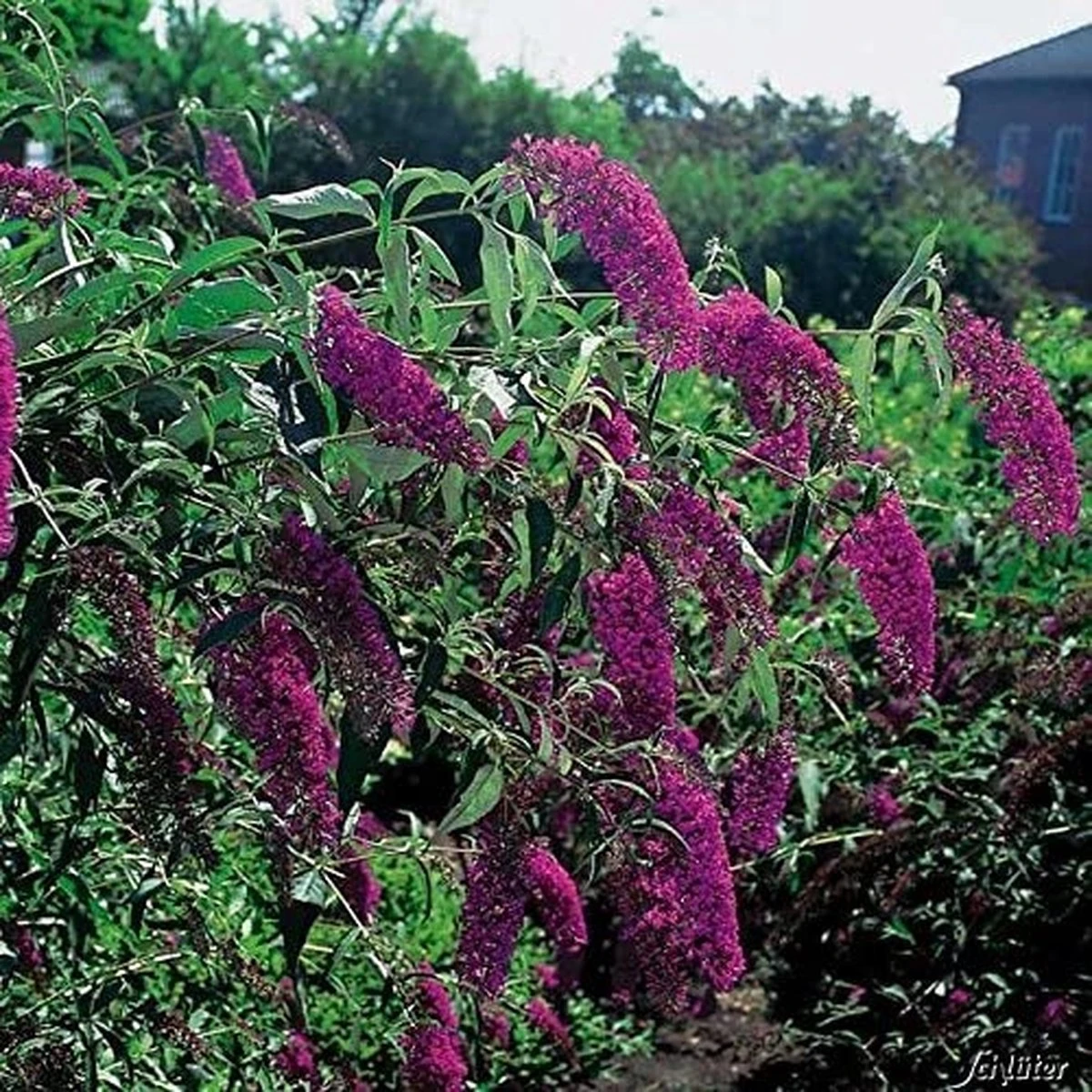 Buddleja Vlinderstruik 'Davidii Royal Red' - Rood, Meerjarig En Winterhard - Vlinderplant / Vlinderstruiken - Aantrekkelijk Voor De Vlinder | 1.5 Liter Pot 5 Buddleja Vlinderstruik 'Davidii Royal Red' - Rood, Meerjarig En Winterhard - Vlinderplant / Vlinderstruiken - Aantrekkelijk Voor De Vlinder | 1.5 Liter Pot - Afbeelding 3